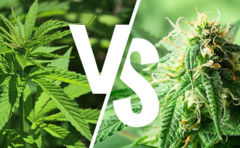 indica sativa diferencias beneficios