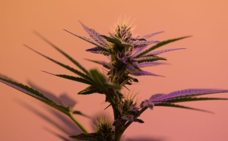 Planta de Cannabis de la que se extrae el THC-P